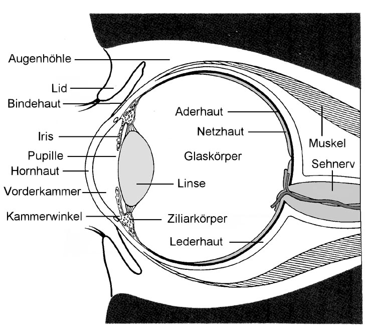 Augapfelquerschnitt