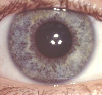 Augenfarben Auge Online