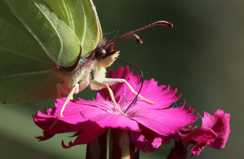 Schmetterling labt sich an Nektar