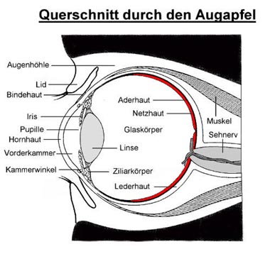 Netzhauterkrankungen Auge Online