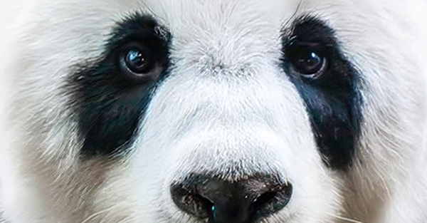 Pandaaugen